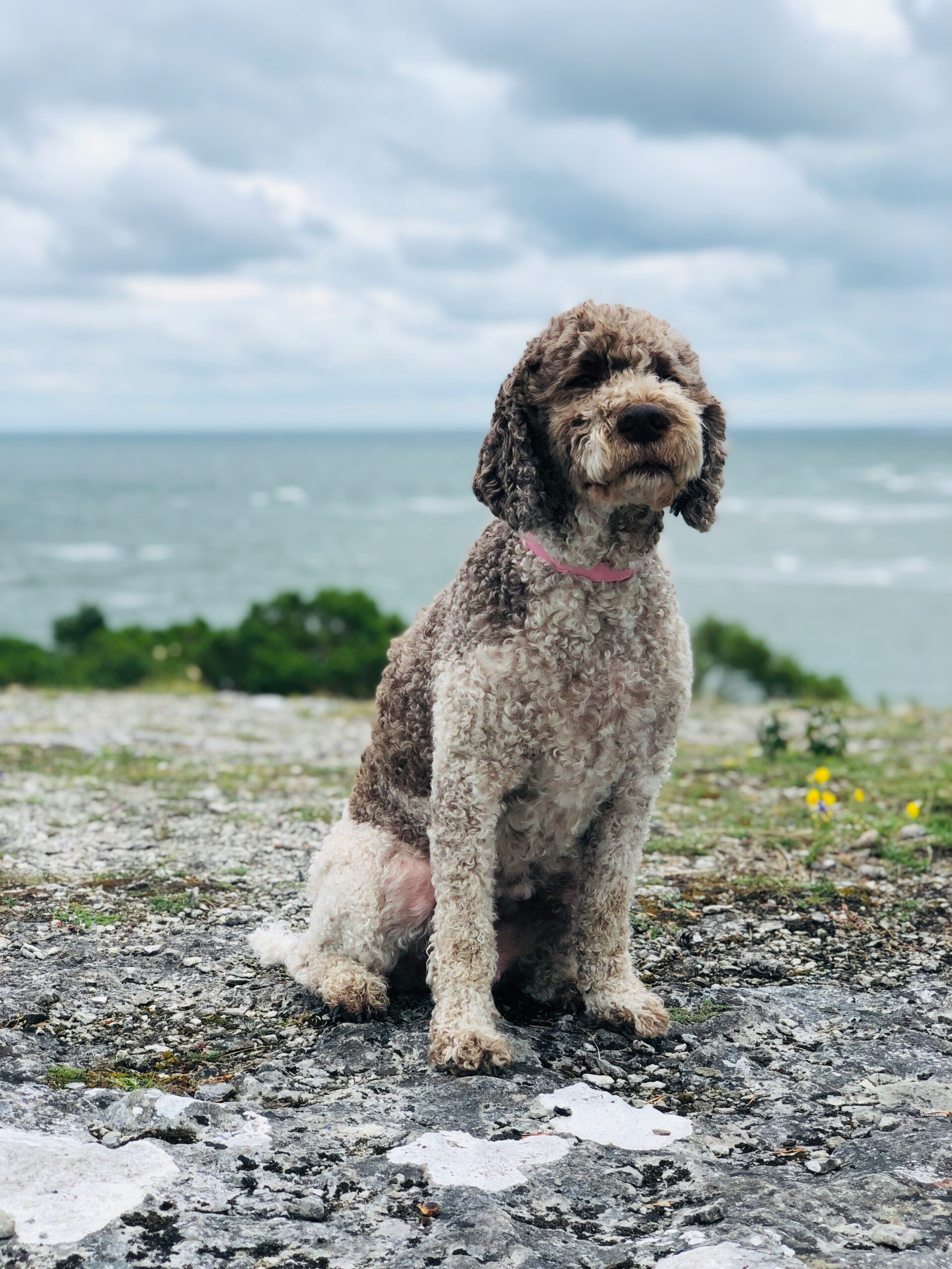 The coat color of a Lagotto Romagnolo can range from brown to off-white to orange, with various shades in between. Let’s explore the primary colors and patterns that are officially recognized by the breed standard.